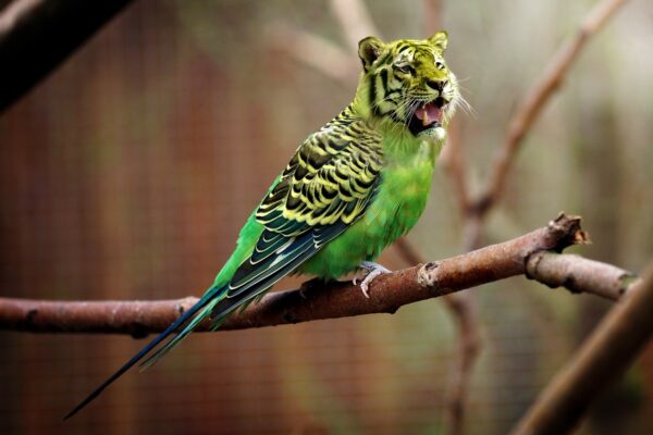 tiger, budgie, tiger parakeet-2430625.jpg